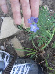 Polemonium foliosissimum