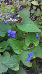 Viola × filicetorum