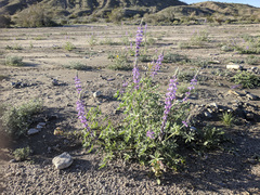 Lupinus arizonicus