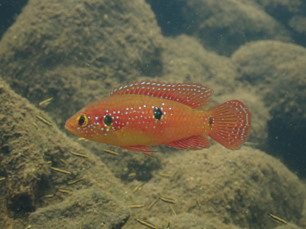 Jewel cichlid (Hemichromis bimaculatus) — Cichlidae