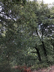 Ceanothus thyrsiflorus griseus