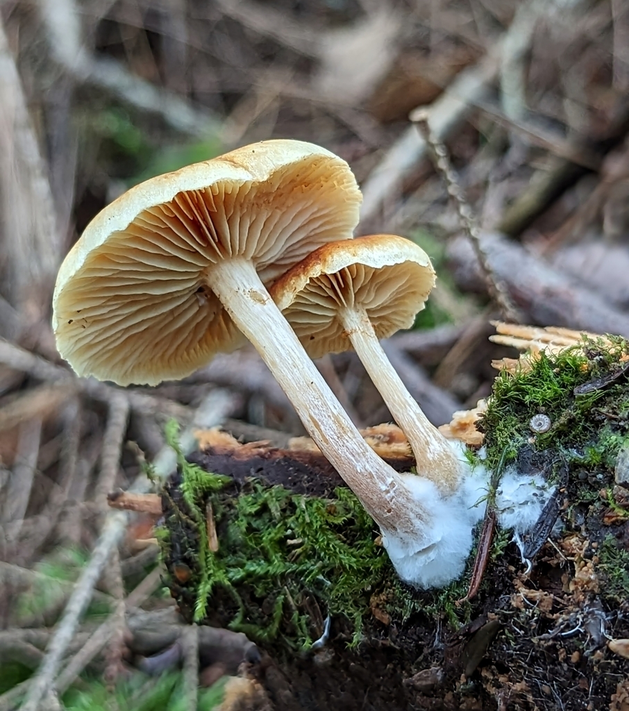 Gymnopilus penetrans