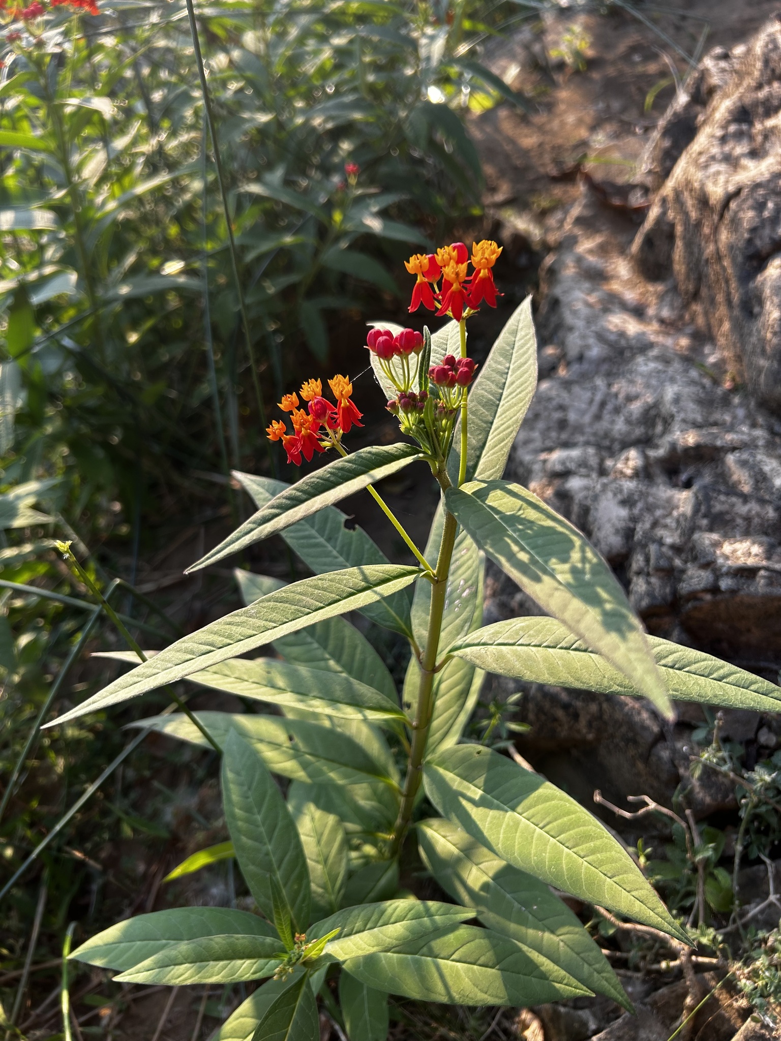 Asclepias image