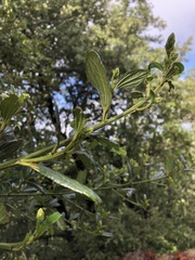 Ceanothus thyrsiflorus griseus