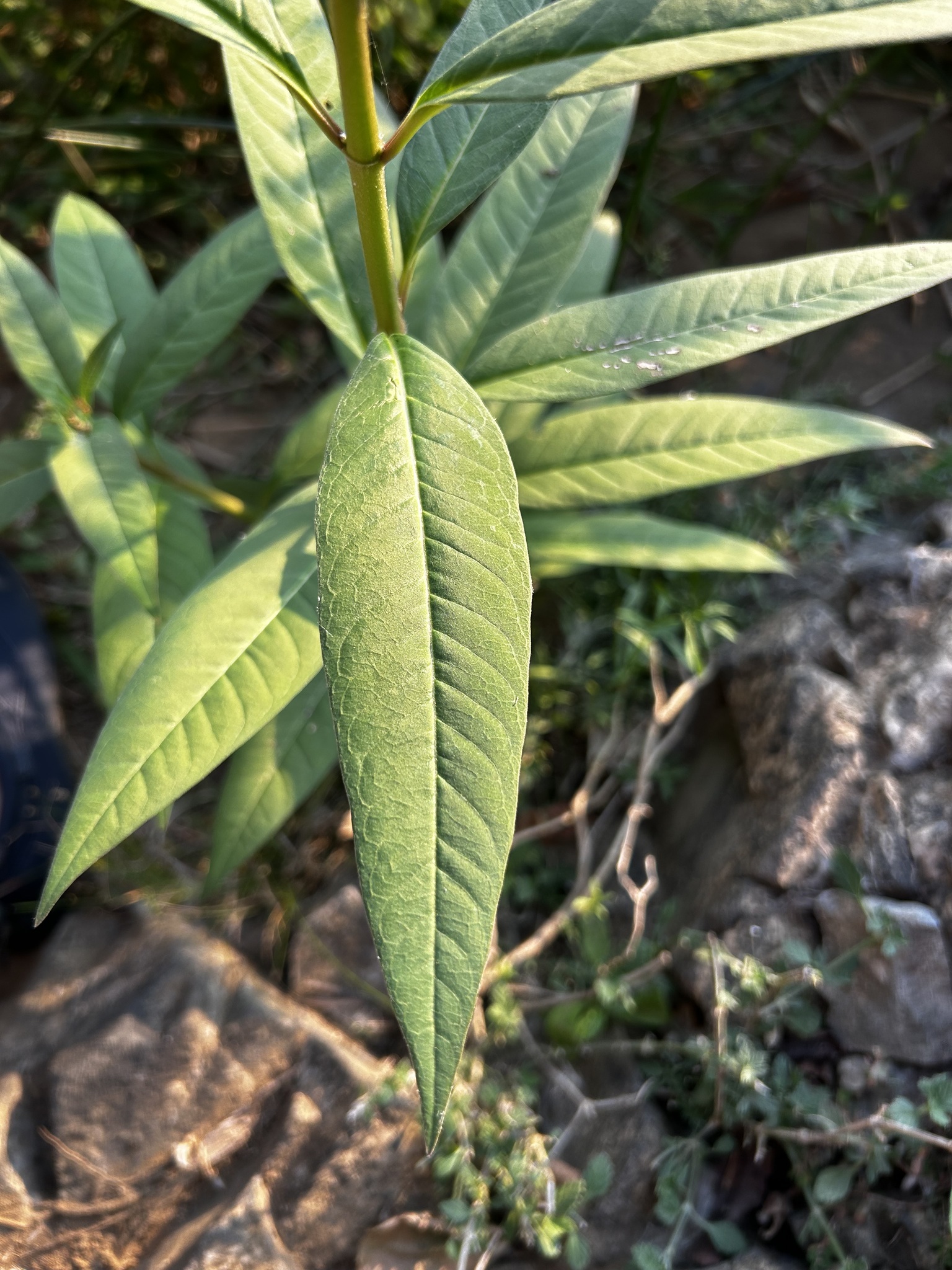 Asclepias image