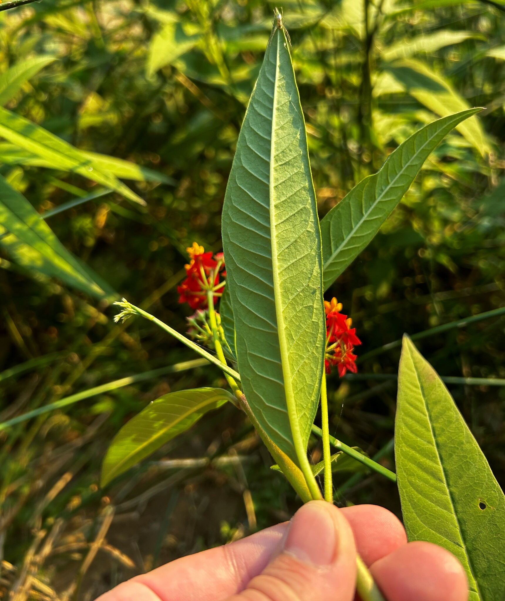 Asclepias curassavica image