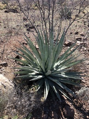Agave palmeri
