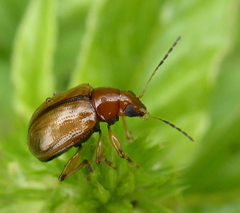 Microsyagrus marshalli