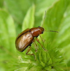 Microsyagrus marshalli