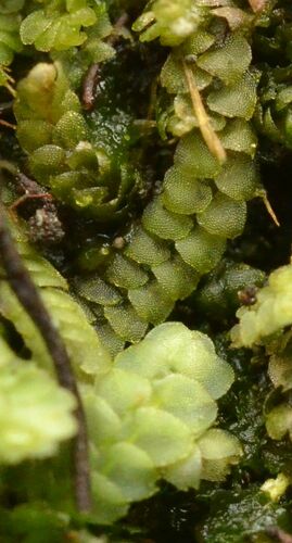Calypogeia neesiana, 2023-08-28