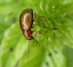 Microsyagrus marshalli