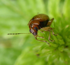 Microsyagrus marshalli