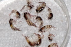 Themisto compressa