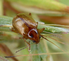 Microsyagrus marshalli