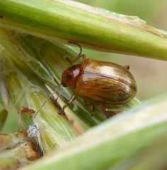 Microsyagrus marshalli