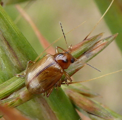 Microsyagrus marshalli