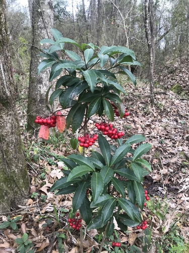 Ardisia crenata