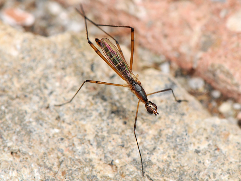 Micropeza grallatrix