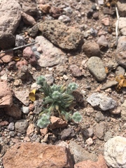 Johnstonella pusilla