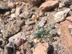 Johnstonella pusilla