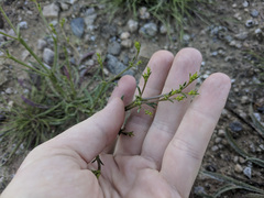 Chorizanthe brevicornu