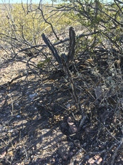 Peniocereus greggii greggii