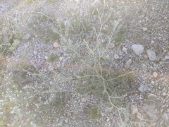 Chaenactis stevioides