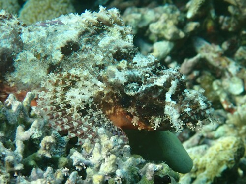 Scorpaenopsis papuensis observed 2023-08-05