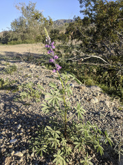 Lupinus arizonicus