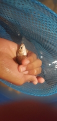 Moulouya Riffle Barbel photo 2