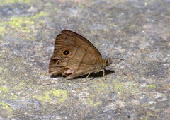Hermeuptychia harmonia