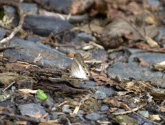 Euptychoides laccine