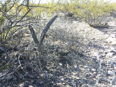 Peniocereus greggii greggii