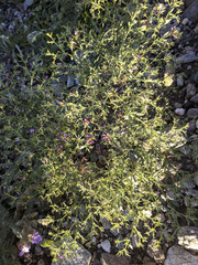 Fagonia laevis