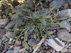 Chorizanthe brevicornu