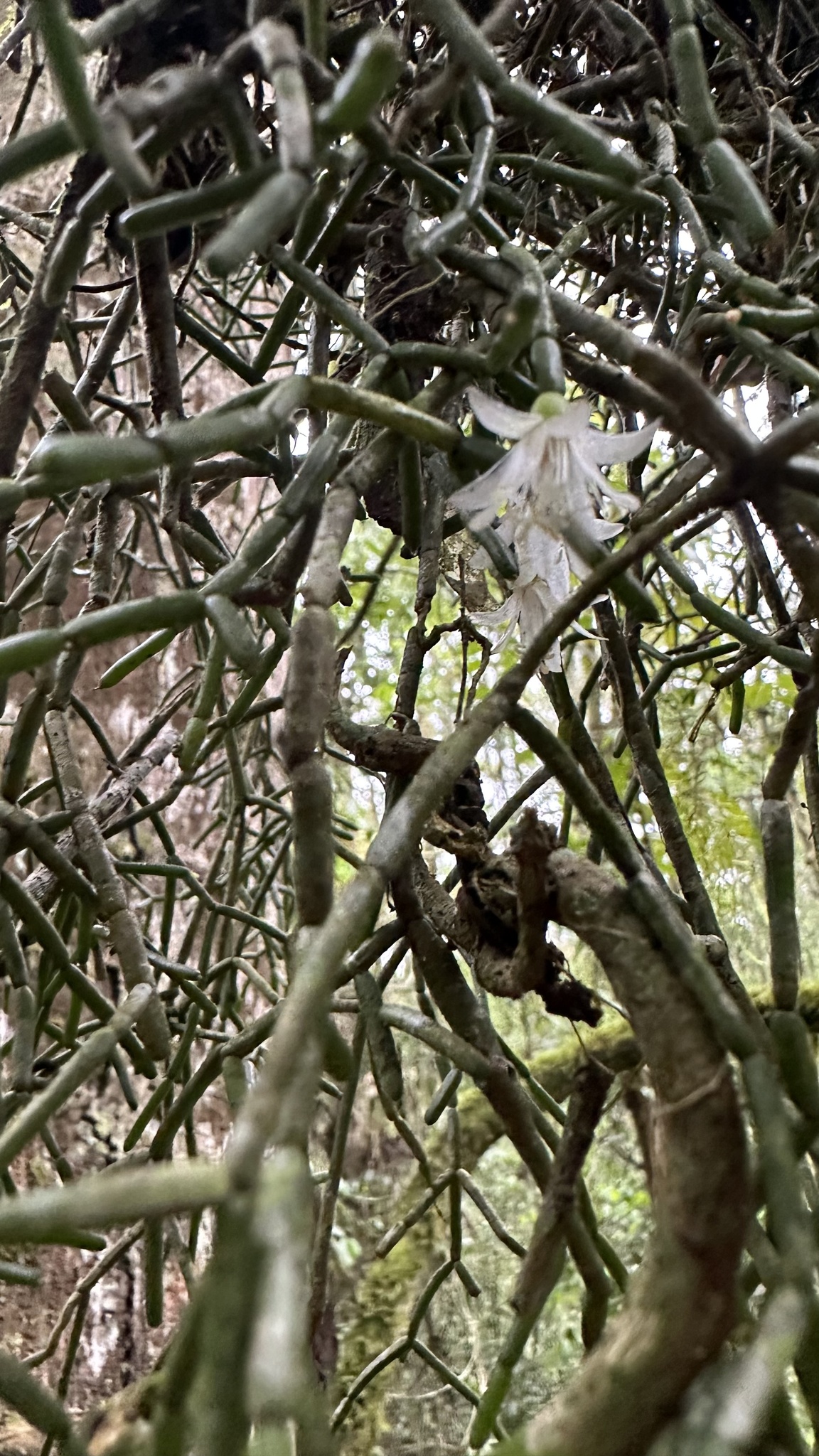 Rhipsalis cereuscula