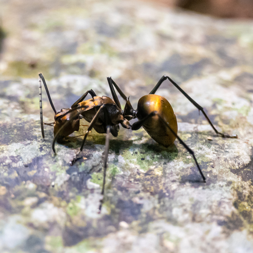 Polyrhachis beccariiPolyrhachis beccarii