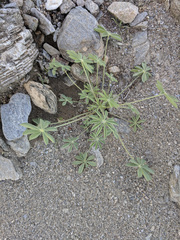 Lupinus arizonicus