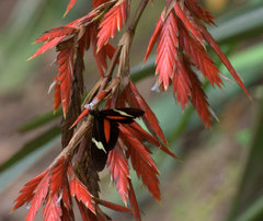 Heliconius clysonymus
