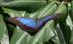 Morpho helenor peleides