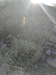 Eschscholzia papastillii
