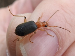Brachinus adustipennis
