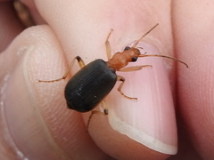 Brachinus adustipennis