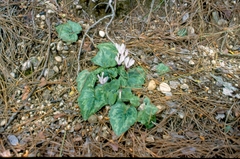 Cyclamen rhodium