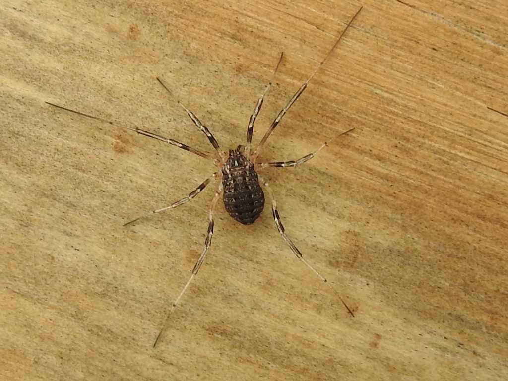 Eumesosoma