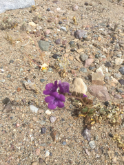 Phacelia calthifolia