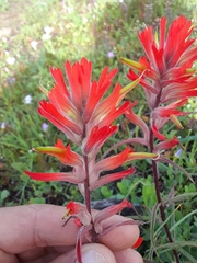 Castilleja