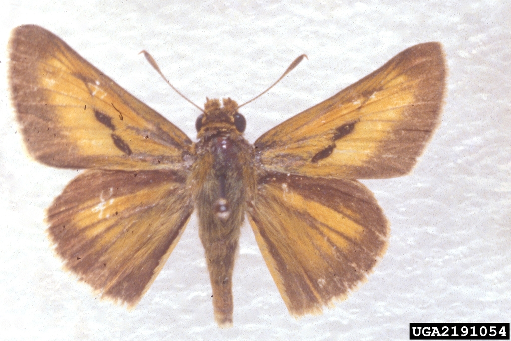 Bay Skipper