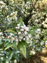 Ageratina havanensis