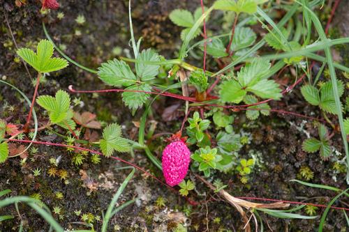 Fragaria daltoniana, photograph 5